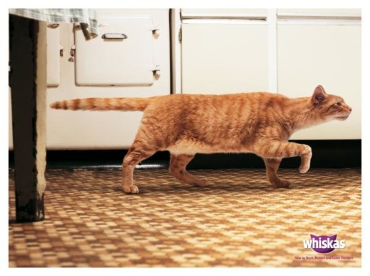 Котики юмор