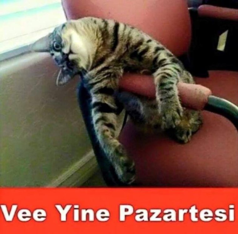 Скорей бы домой