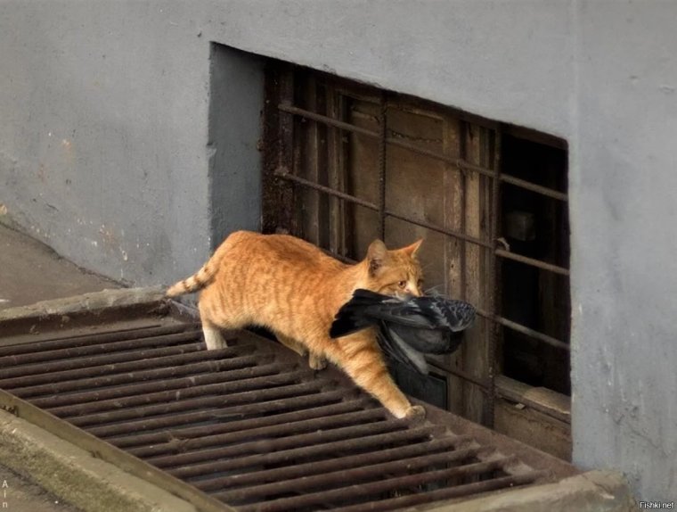 Приглашаю в гости прикольное