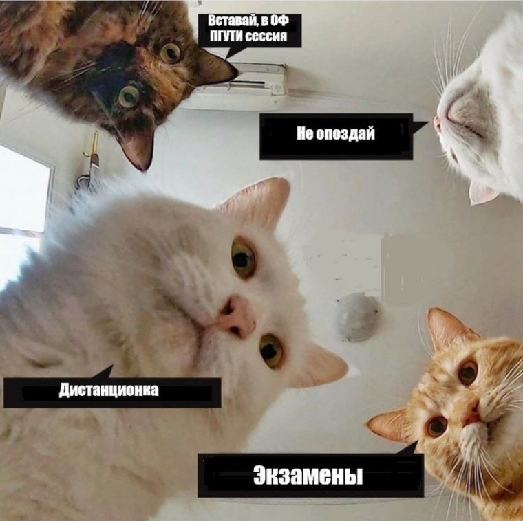Мемы с кошками