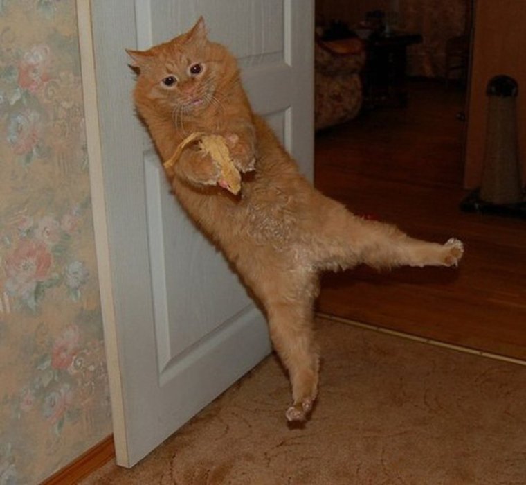 Пьяный рыжий кот