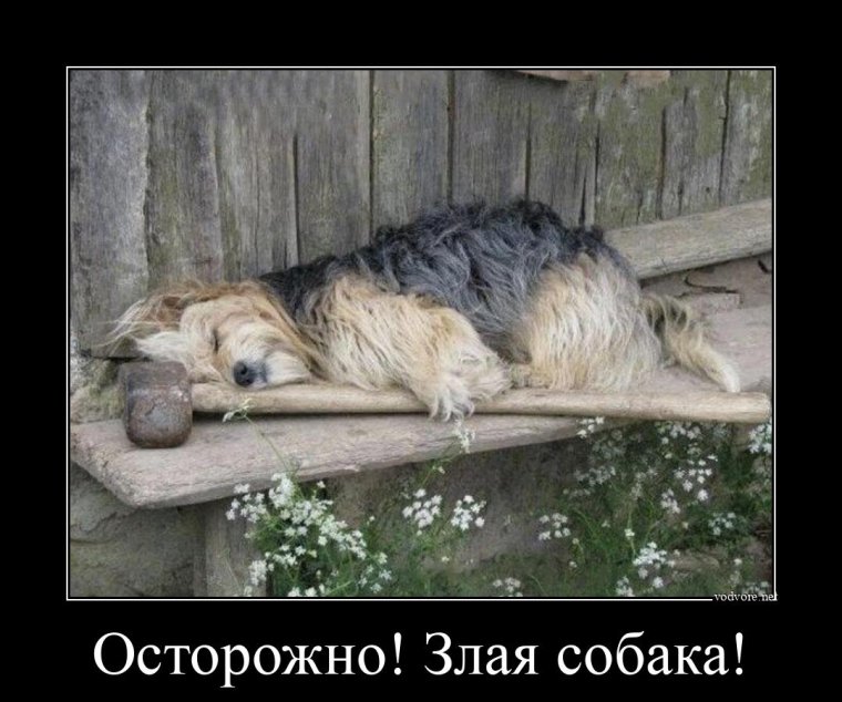 Демотиваторы злая собака