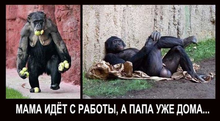 Смешные шутки про обезьян