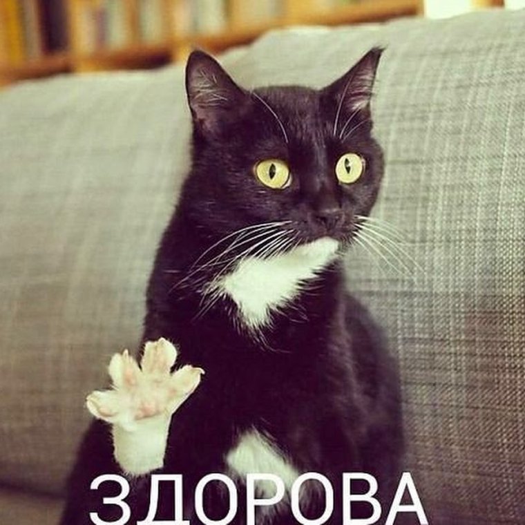 Кот здоровается