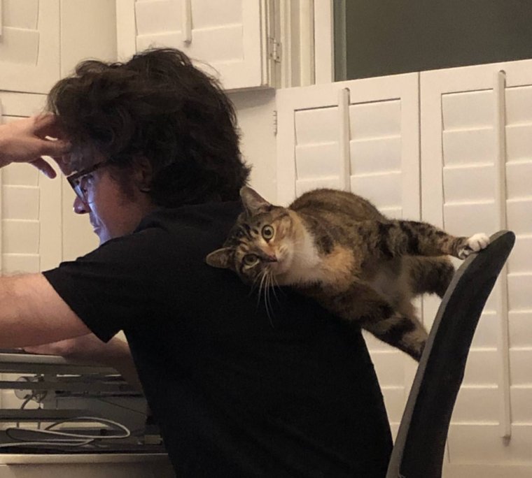 Смешные животные