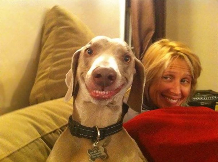 Собака с человеческой улыбкой