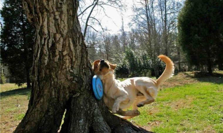 Фейлы животных