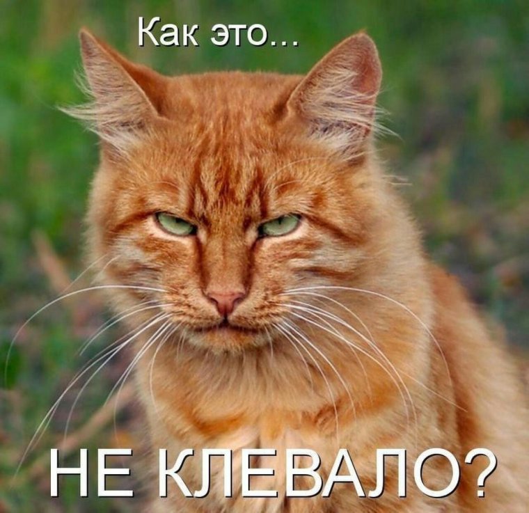 Девушка с рыжим котом