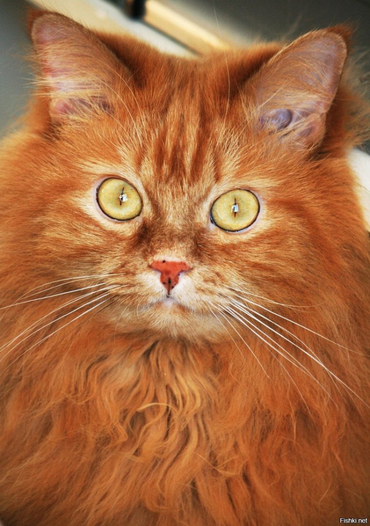 Рыжие коты юмор