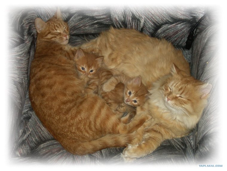 Рыжий смешной мужчина