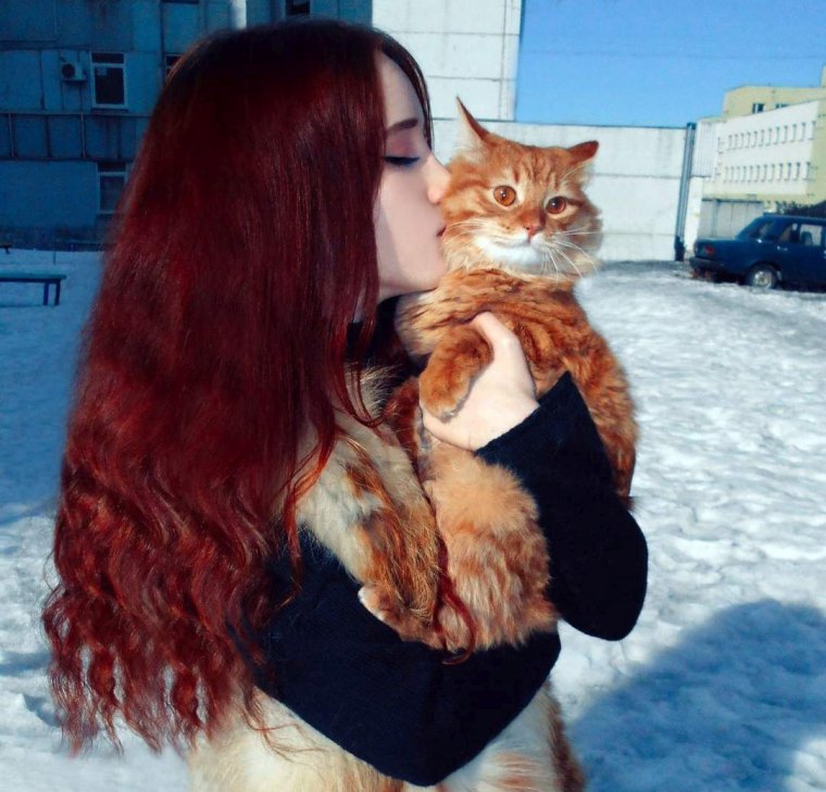 Смешные рыжие коты с надписями