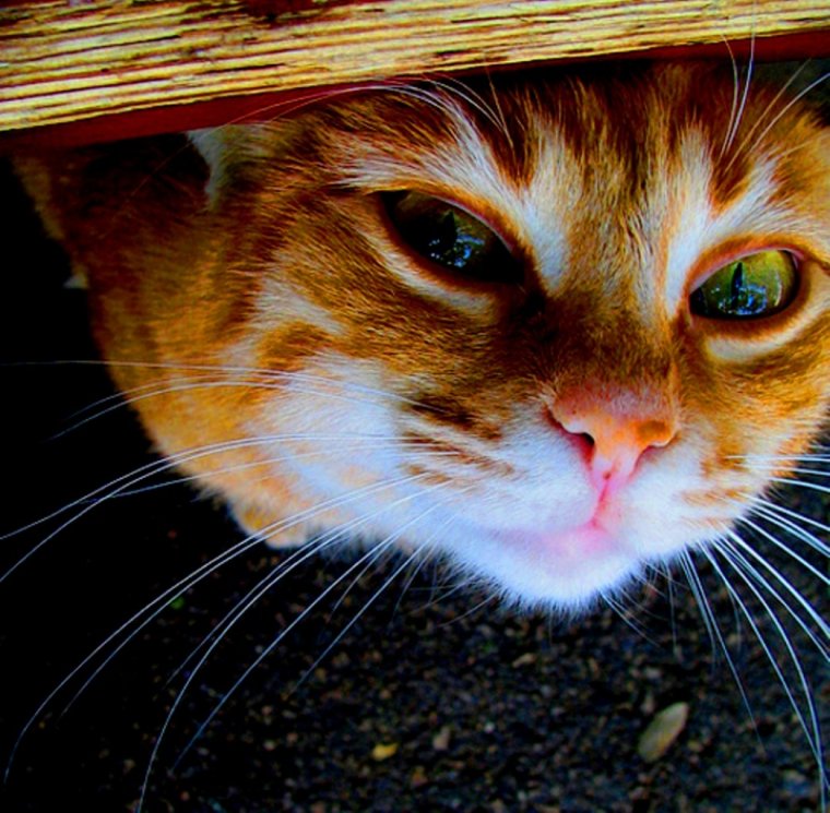 Съезд рыжеволосых