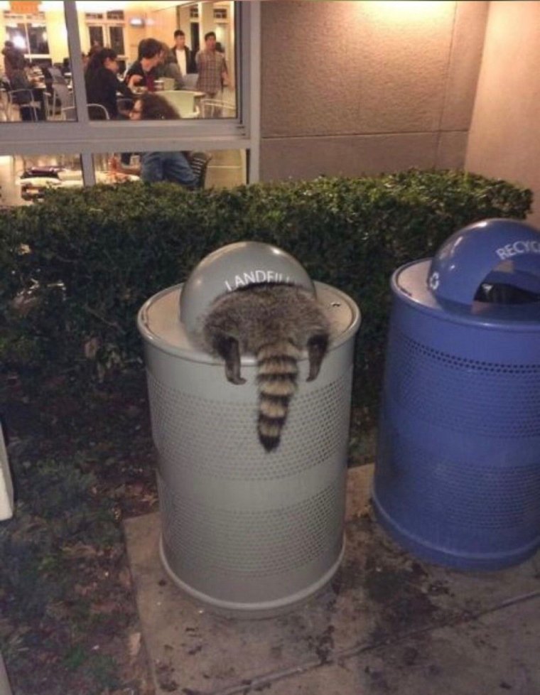 Мусорный бак прикол