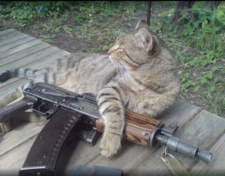 Котик с оружием