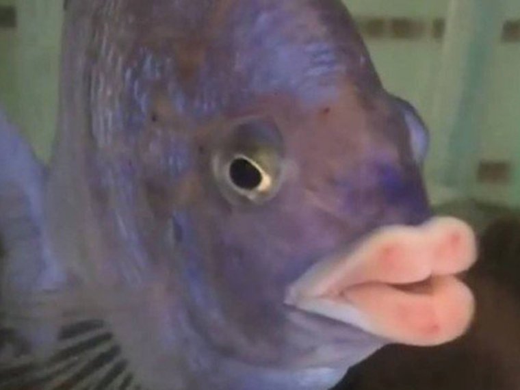 Где ты этому научился Мем