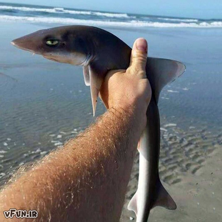 Смешные рыбы