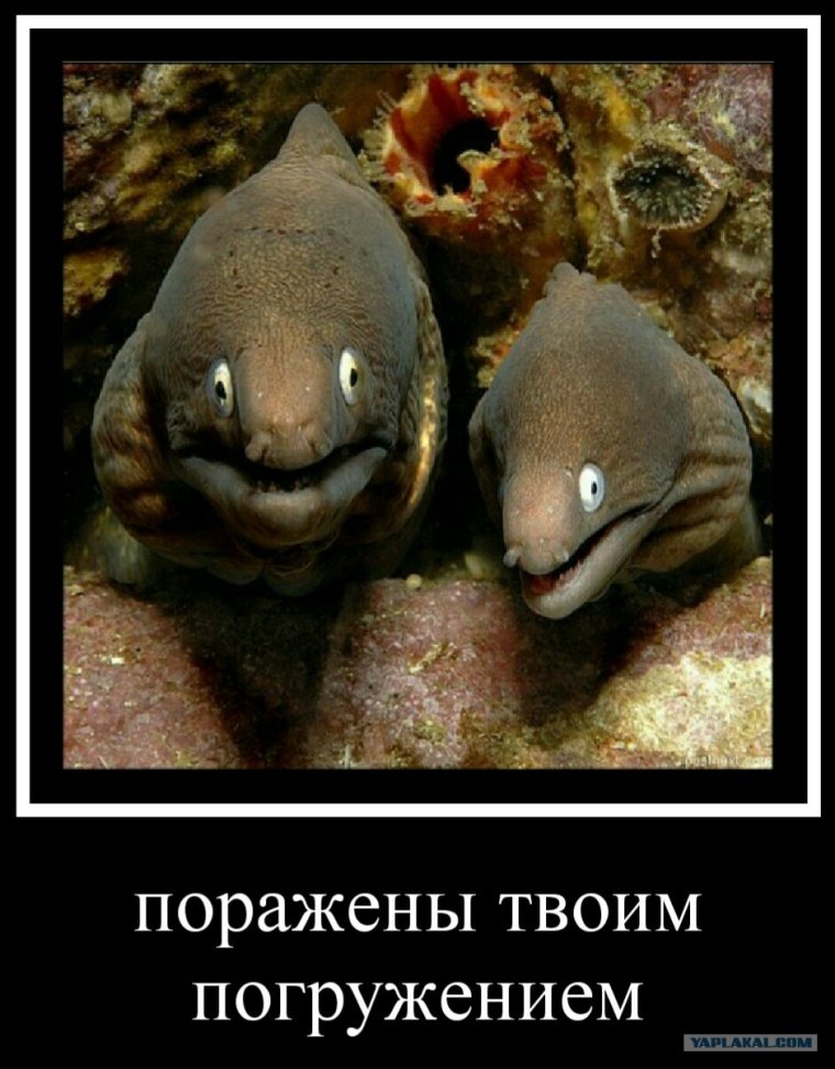Злая рыба Мем