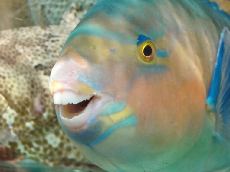 Самая маленькая акула