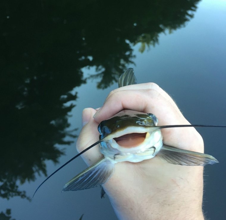 Селедка прикол