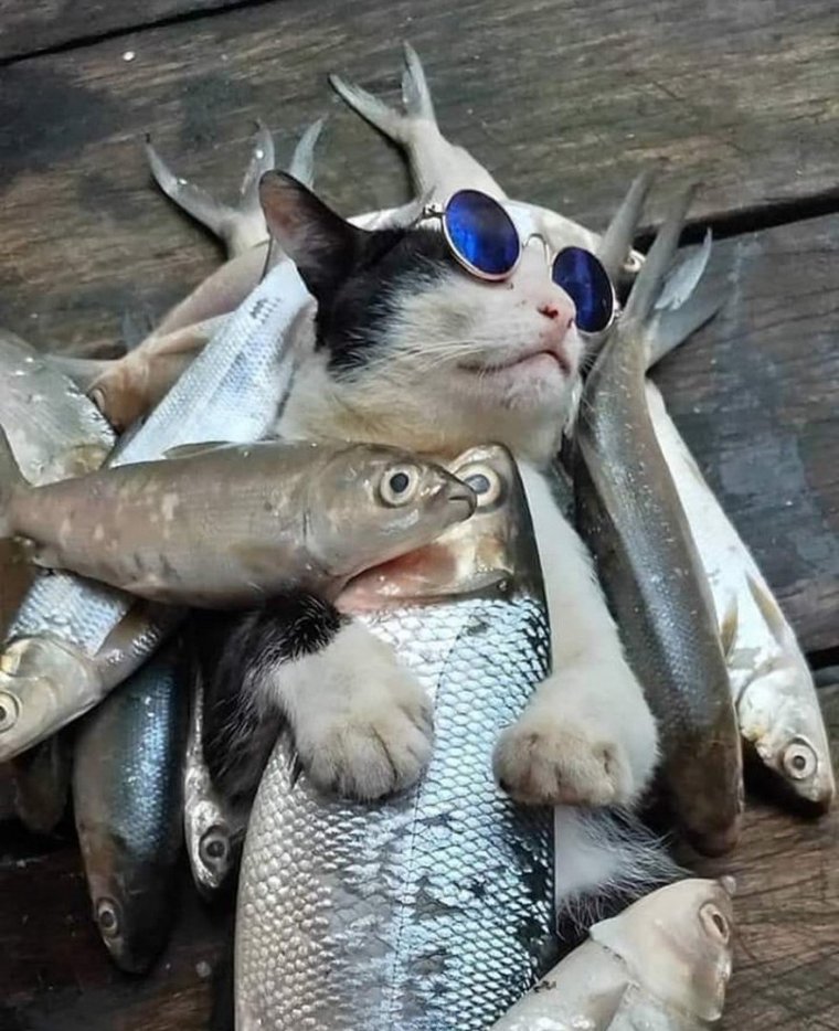 Фуга рыба Джоджо