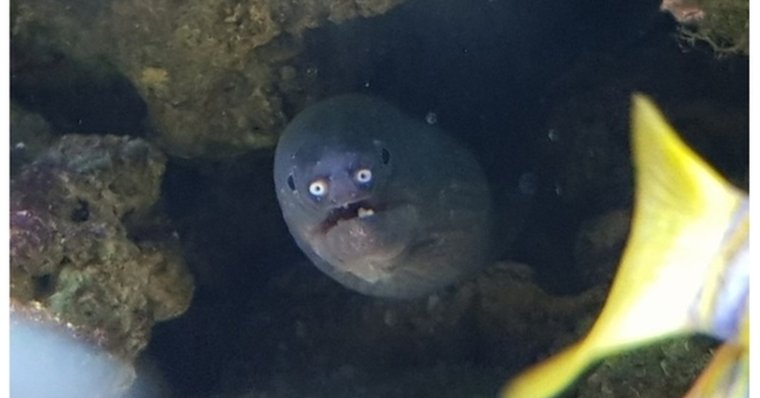 Мурена смешная