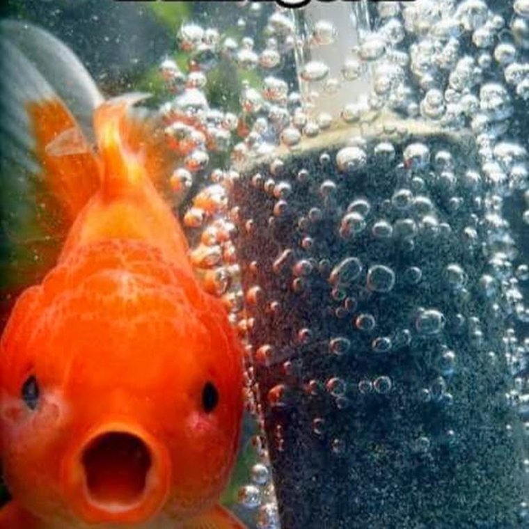 Смешная Золотая рыбка