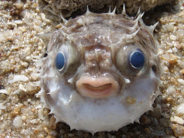 Аквариумная рыбка телескоп Звездочет