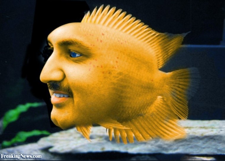 Дельфин и рыба фугу