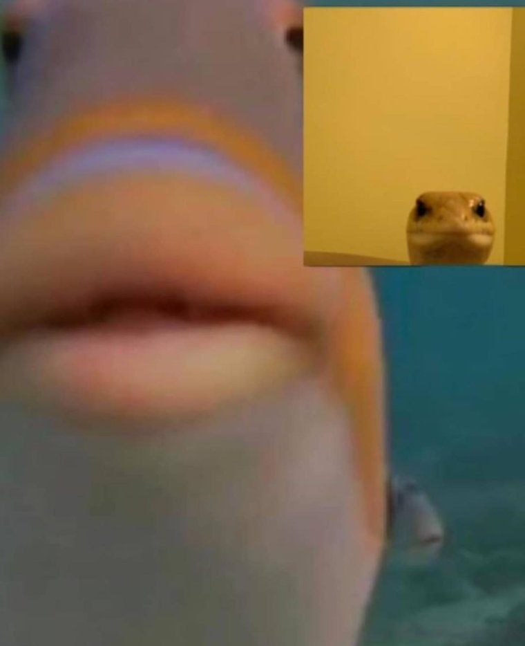 Приколы про аквариумных рыбок