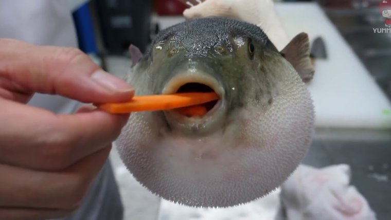 Крутая рыба