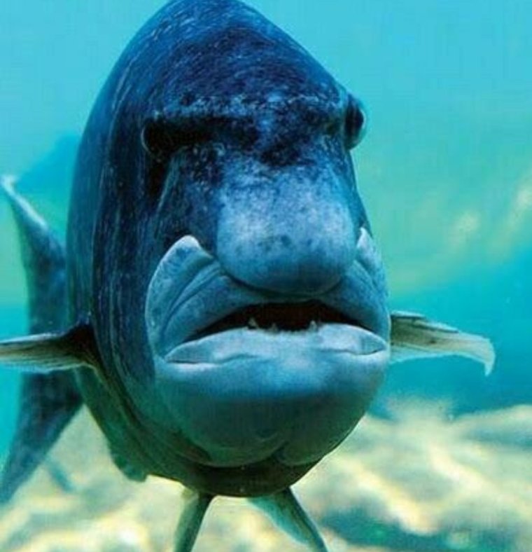 Смешные рыбы