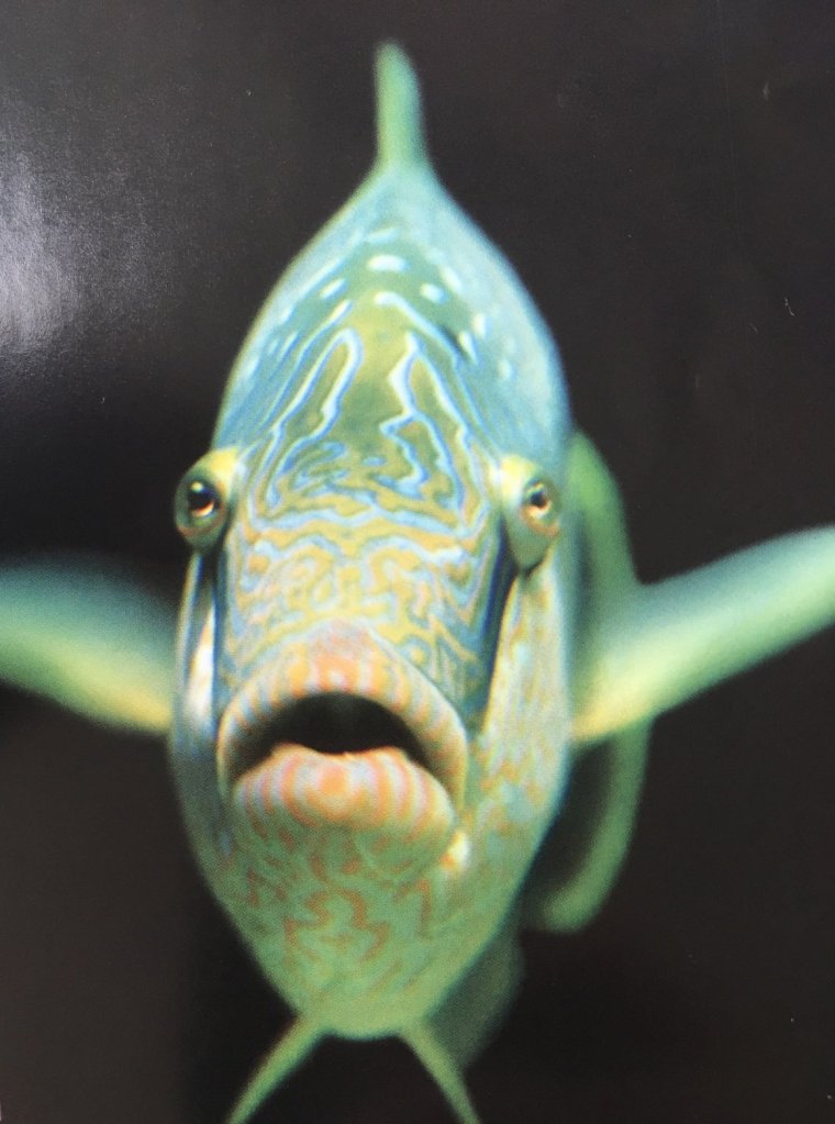 Смешные рыбки