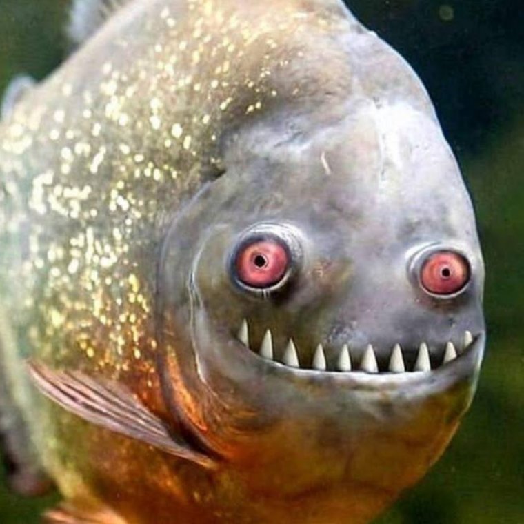 Рыба улыбается