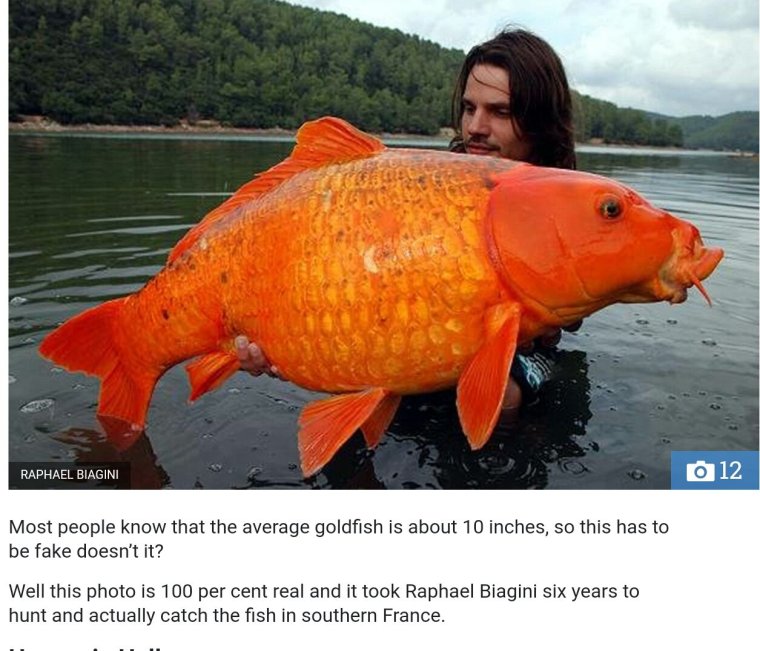 Рыбка с выпученными глазами