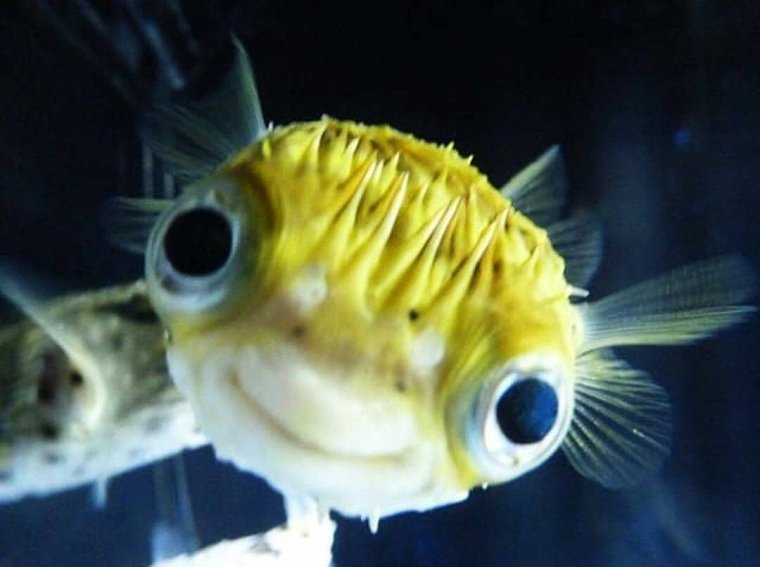 Прическа рыба