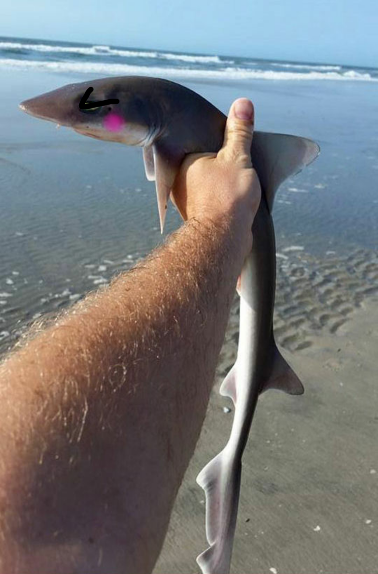 Золотая рыбка