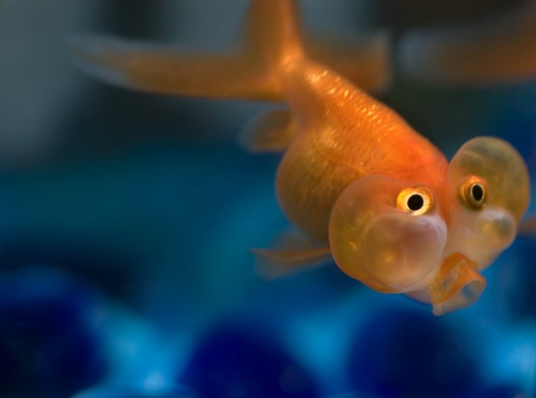 Желтоголовый губан