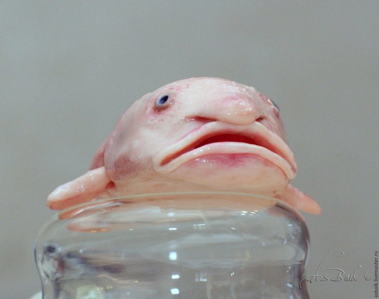 Смешные рыбки