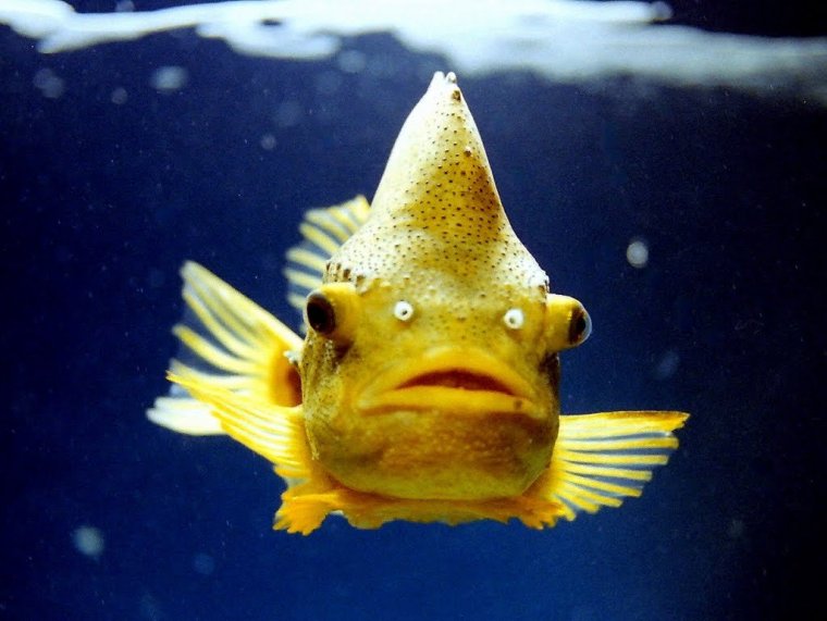 Рыба с человеческим лицом