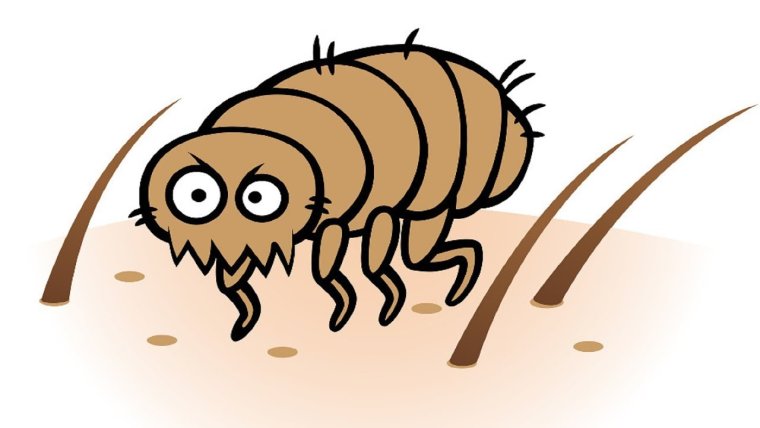 Микрофотография дождевого червя