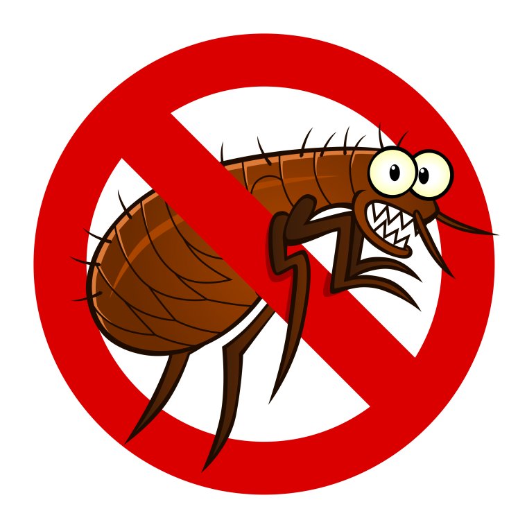 Рисунки смешных тараканов