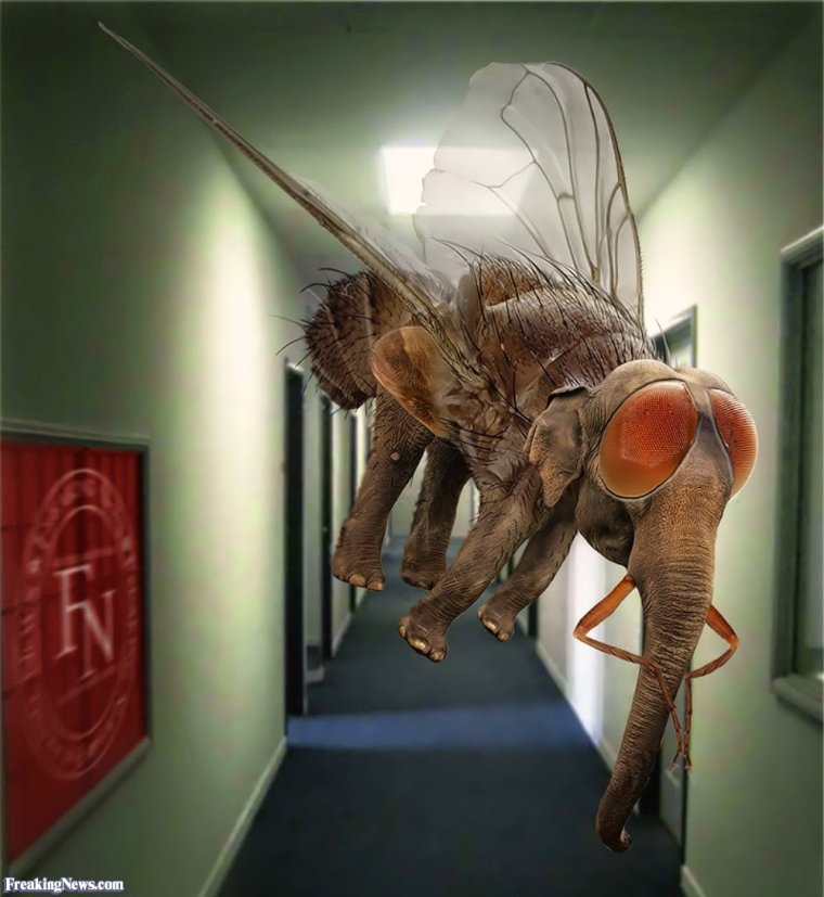 Блоха человеческая под микроскопом