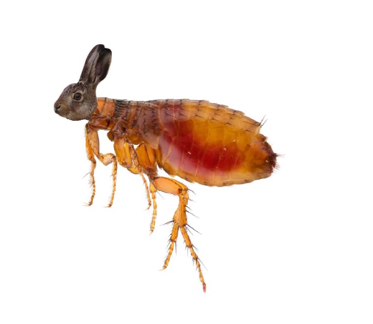 Веселый клещ