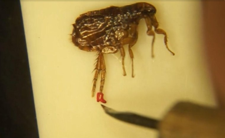 Канарский таракан Жук