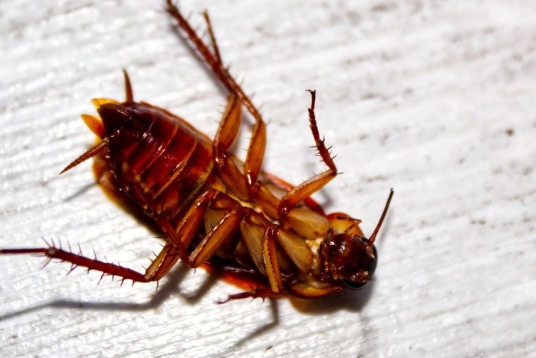 Морская полихета Nereis sandersi