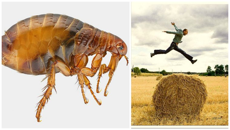 Майский Жук с ресничками