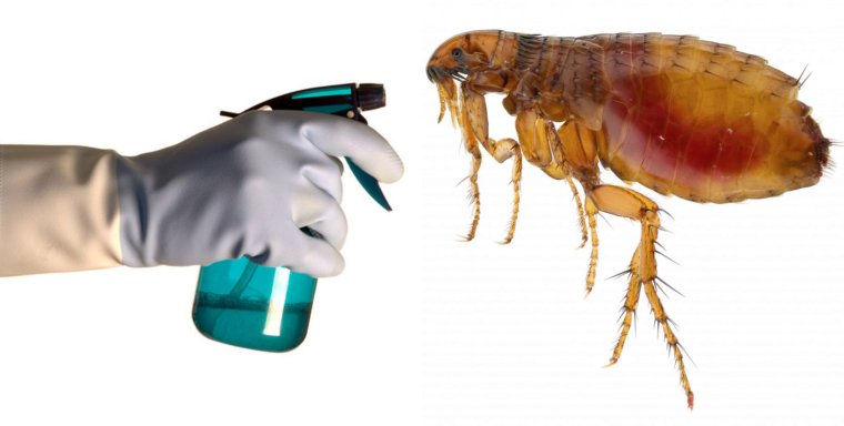 Гигантский комар