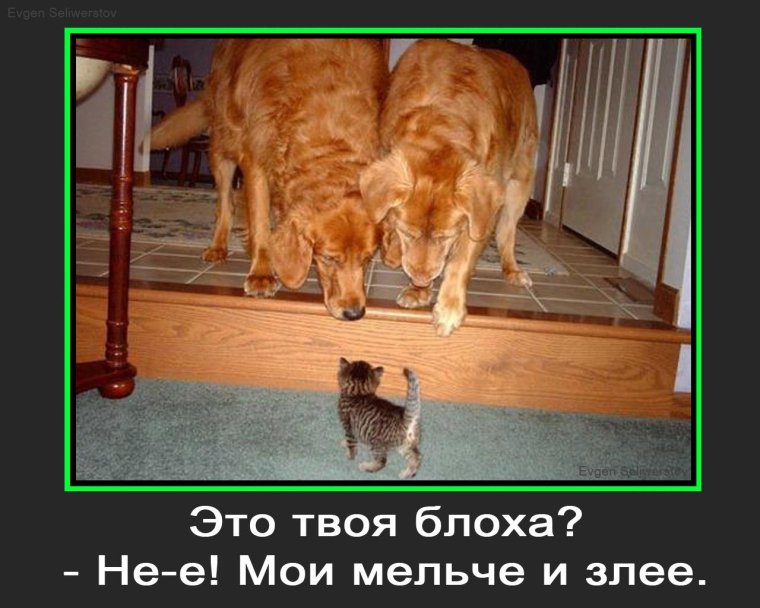 Демотиваторы про домашних питомцев