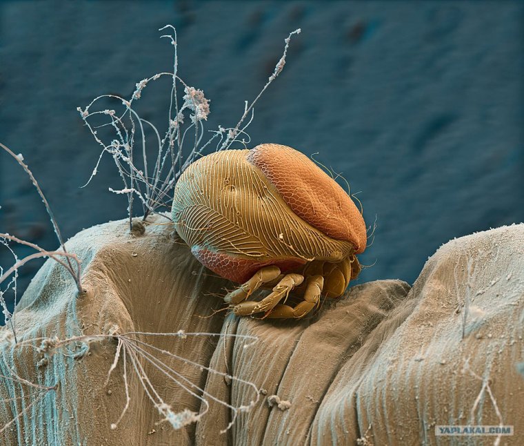 Ты же говорила что пьешь таблетки да от блох