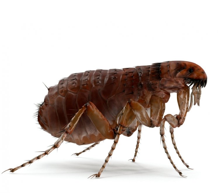 Дезинсекция от блох